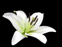 Lily Flower